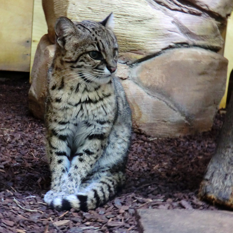 Salzkatze im Zoo Wuppertal im November 2013