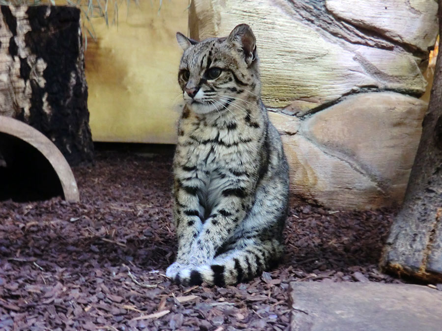 Salzkatze im Zoologischen Garten Wuppertal im November 2013