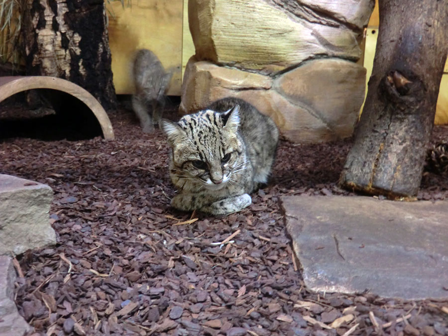 Salzkatze im Wuppertaler Zoo im November 2013