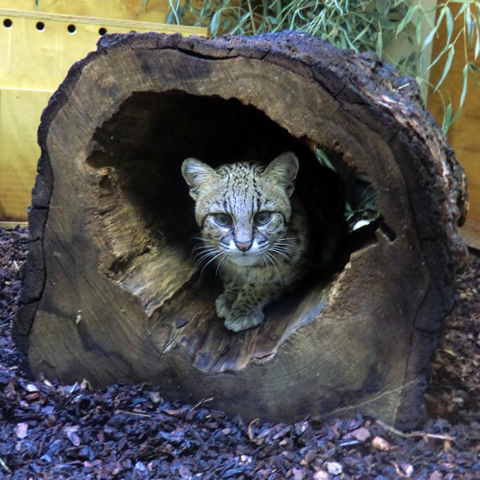 Salzkatze im Wuppertaler Zoo im Februar 2014