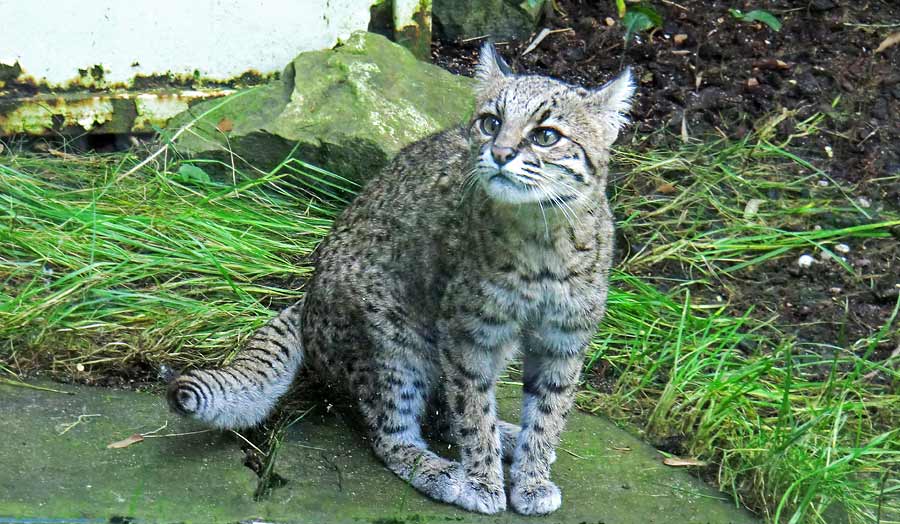 Salzkatze im Zoologischen Garten Wuppertal im Oktober 2014