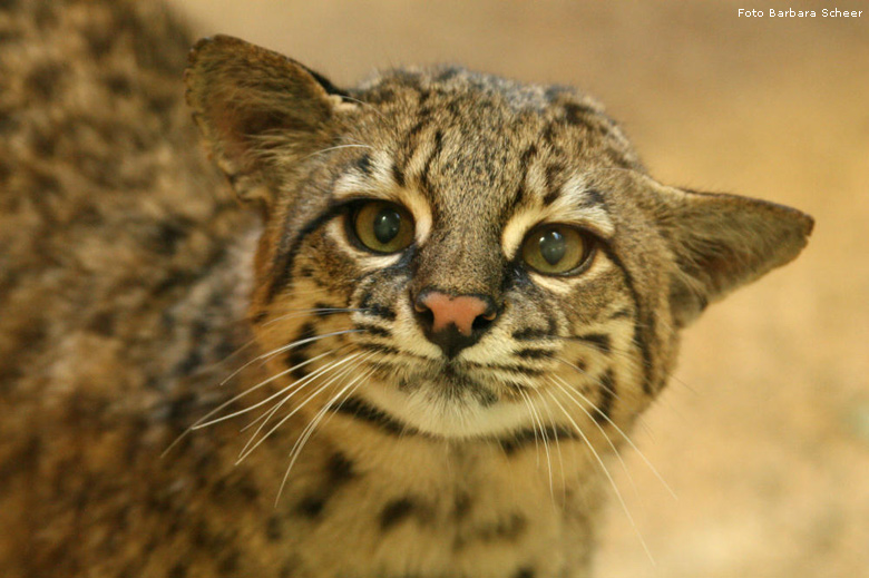 Salzkatze im Zoo Wuppertal (Foto Barbara Scheer)