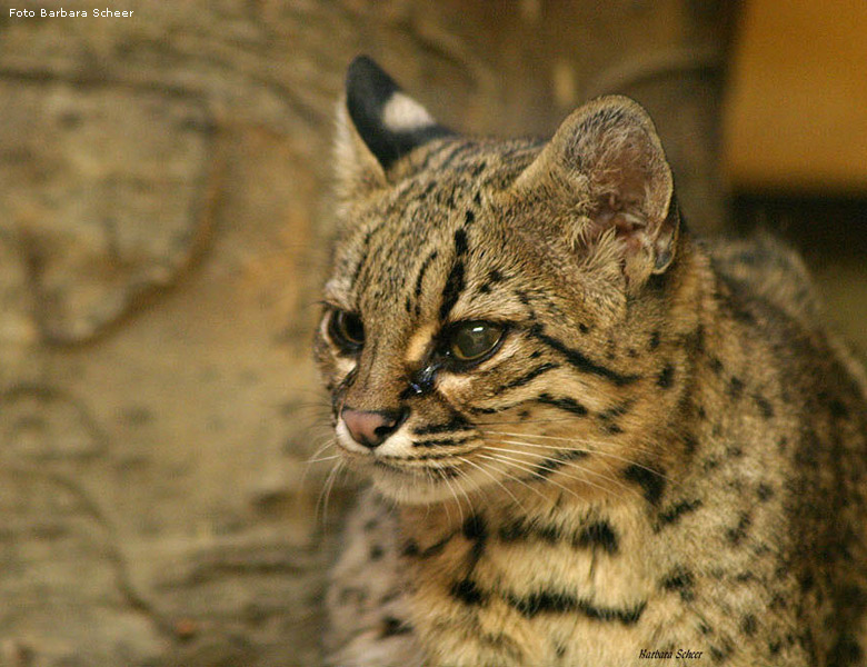 Salzkatze im Zoologischen Garten Wuppertal (Foto Barbara Scheer)