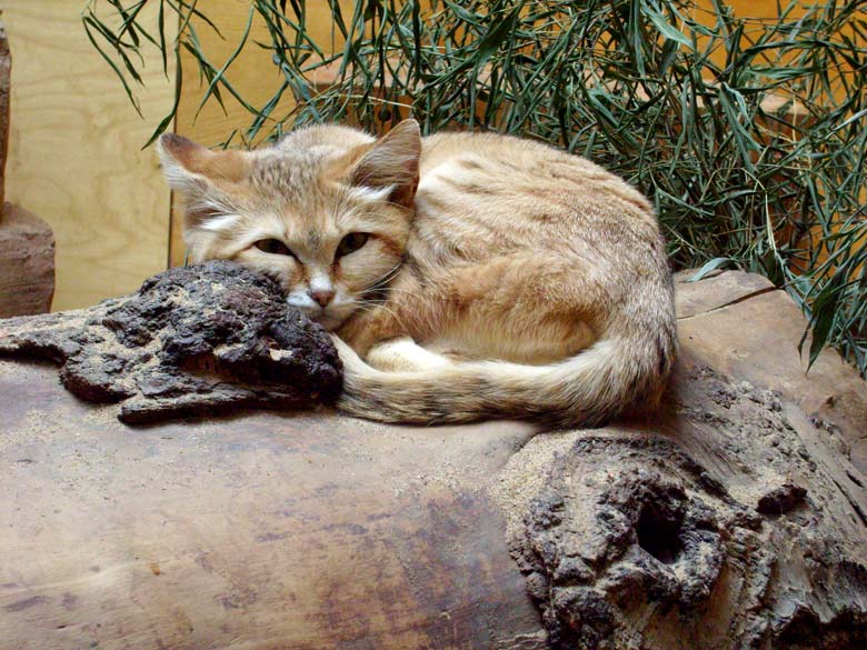 Sandkatze im Wuppertaler Zoo im April 2008