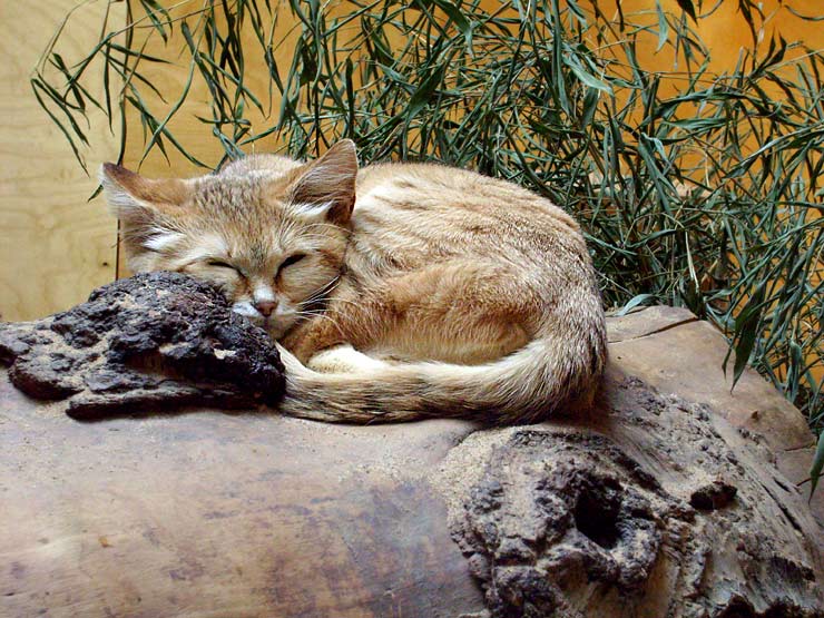 Sandkatze im Zoo Wuppertal im April 2008