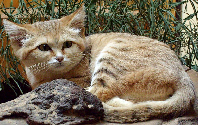 Sandkatze im Zoologischen Garten Wuppertal im April 2008