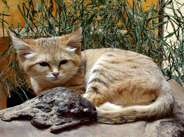 Sandkatze im Wuppertaler Zoo im April 2008