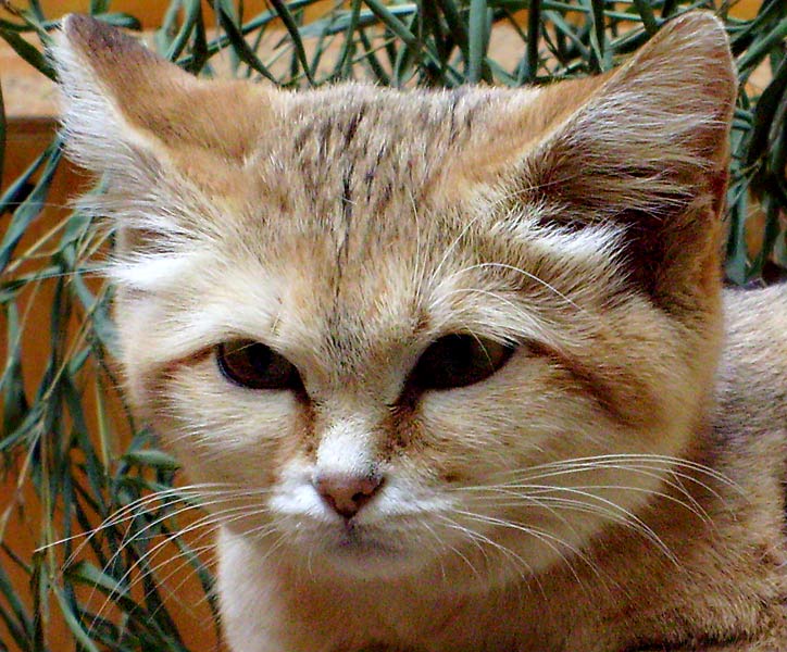 Sandkatze im Zoo Wuppertal im April 2008