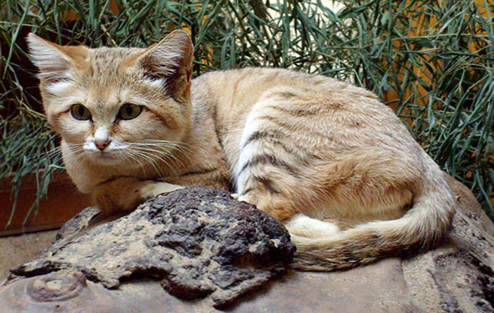 Sandkatze im Wuppertaler Zoo im April 2008