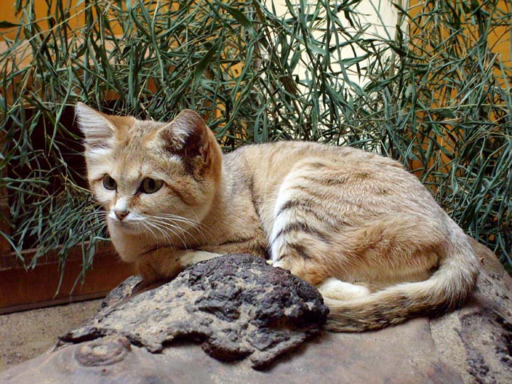 Sandkatze im Zoologischen Garten Wuppertal im April 2008