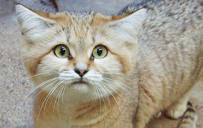 Sandkatze im Wuppertaler Zoo im Januar 2009