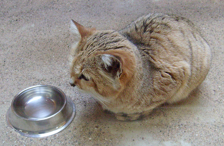 Sandkatze im Zoo Wuppertal im Januar 2009