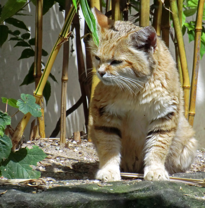 Sandkatze im Wuppertaler Zoo am 24. Juli 2012