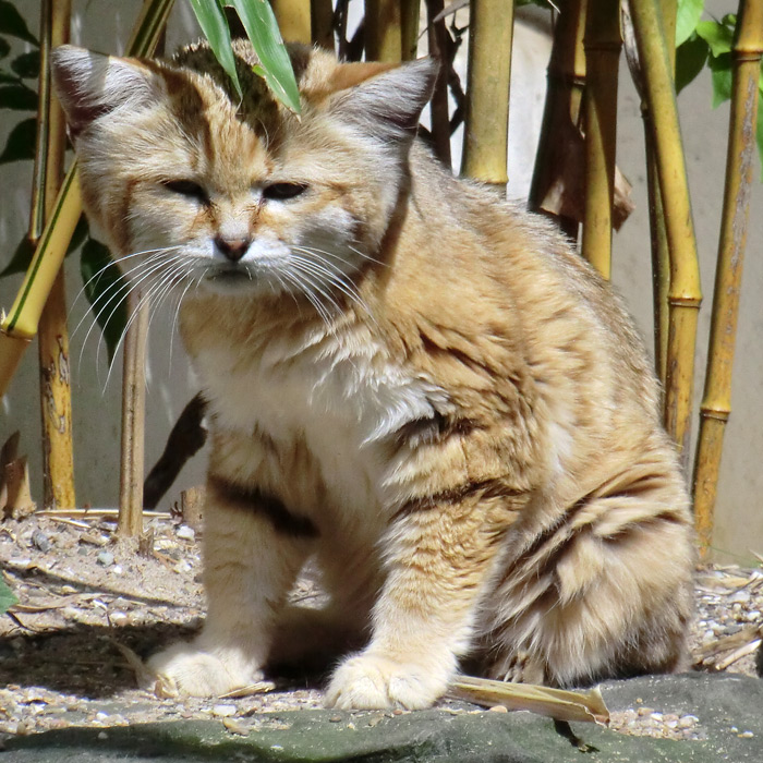 Sandkatze im Wuppertaler Zoo im Juli 2012