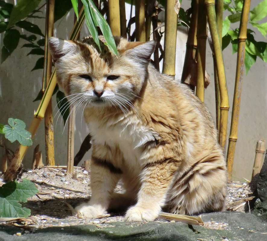 Sandkatzen im Zoo Wuppertal am 24. Juli 2012