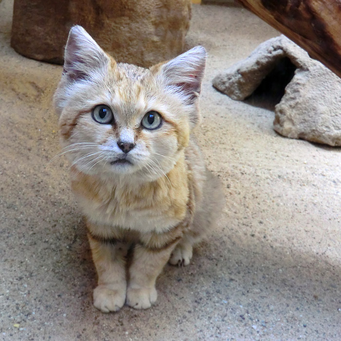 Sandkatze im Wuppertaler Zoo im August 2013