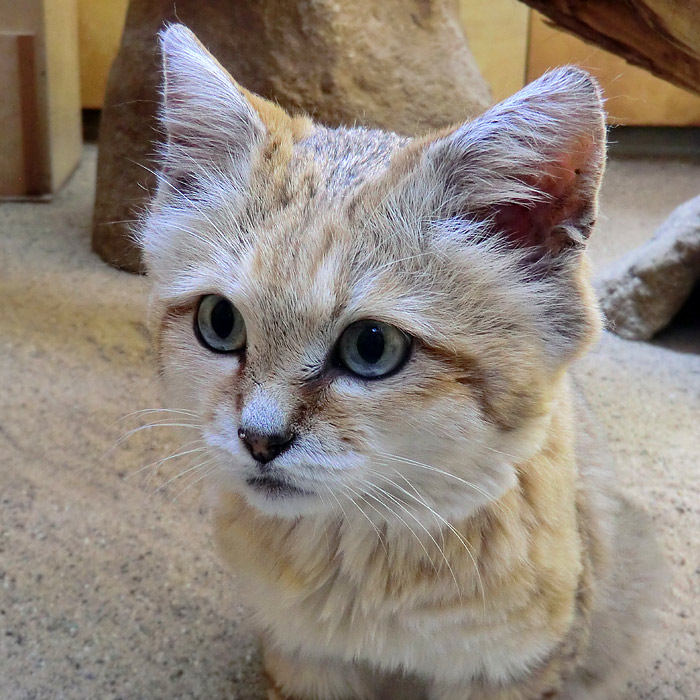 Sandkatze im Wuppertaler Zoo im August 2013