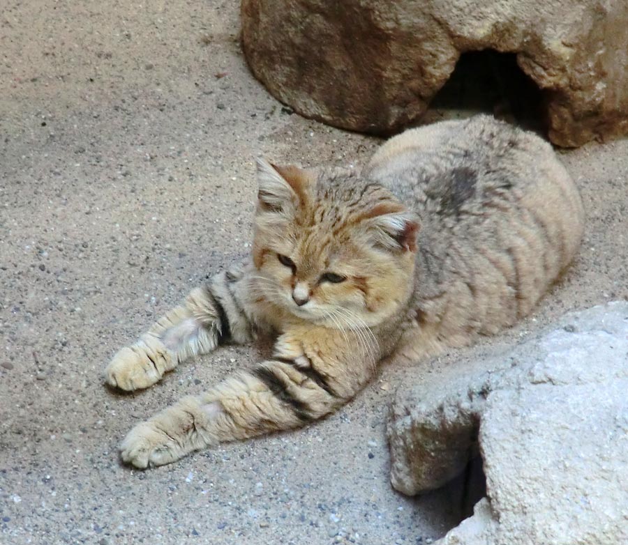 Sandkatze im Zoologischen Garten Wuppertal im Januar 2014