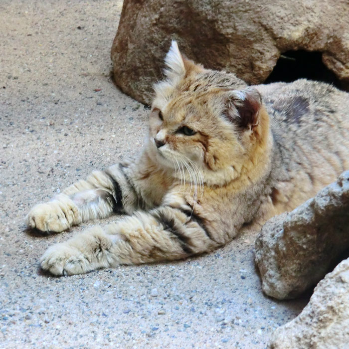 Sandkatze im Wuppertaler Zoo im Januar 2014