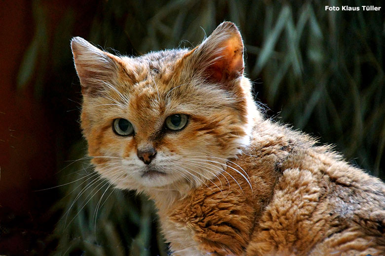 Sandkatze am 11. Juli 2014 im Kleinkatzen-Haus im Grünen Zoo Wuppertal (Foto Klaus Tüller)