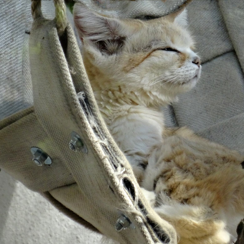 Sandkatze DEMI am 21. September 2016 im Wuppertaler Zoo