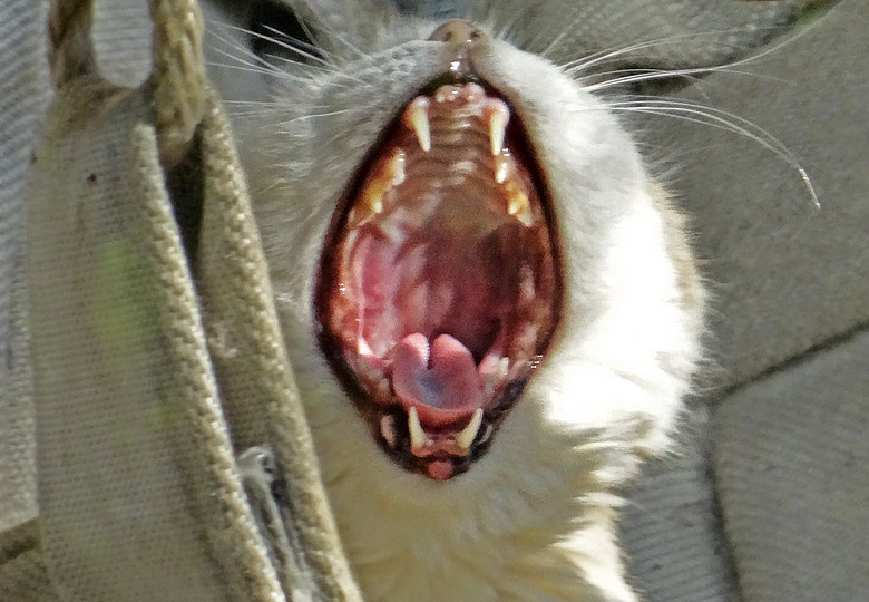 Sandkatze DEMI am 21. September 2016 im Zoo Wuppertal