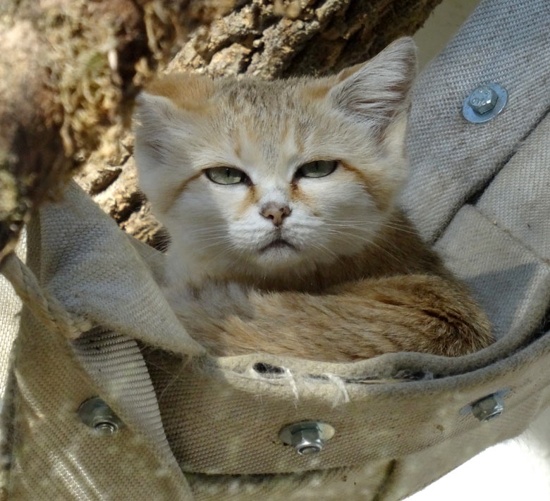 Sandkatze DEMI am 21. September 2016 im Grünen Zoo Wuppertal