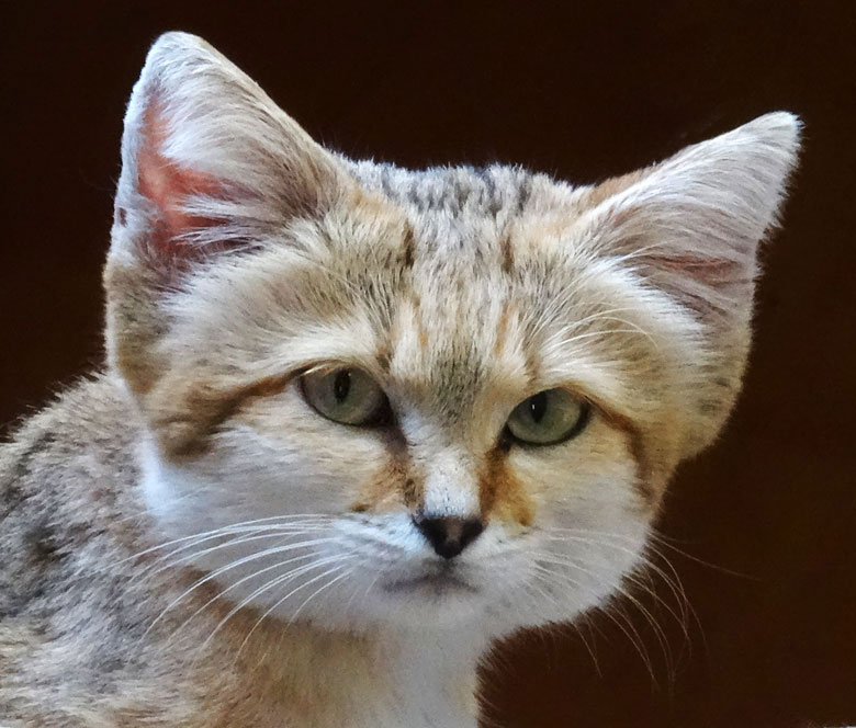 Sandkater AZRAEL am 25. September 2016 im Kleinkatzenhaus im Grünen Zoo Wuppertal