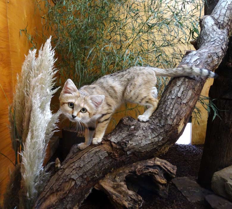 Sandkater AZRAEL am 25. September 2016 im Kleinkatzenhaus im Zoo Wuppertal