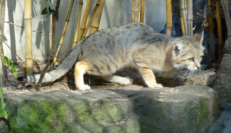 Sandkater AZRAEL am 25. September 2016 auf der Außenanlage im Grünen Zoo Wuppertal