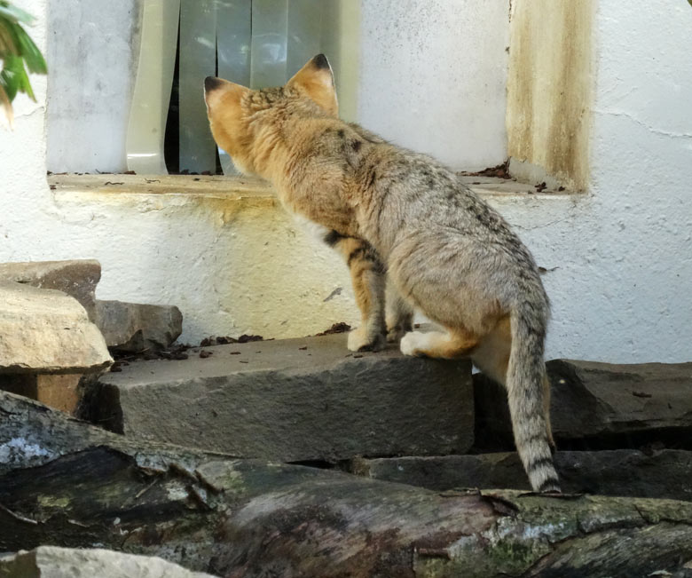 Sandkater AZRAEL am 25. September 2016 auf der Außenanlage im Wuppertaler Zoo