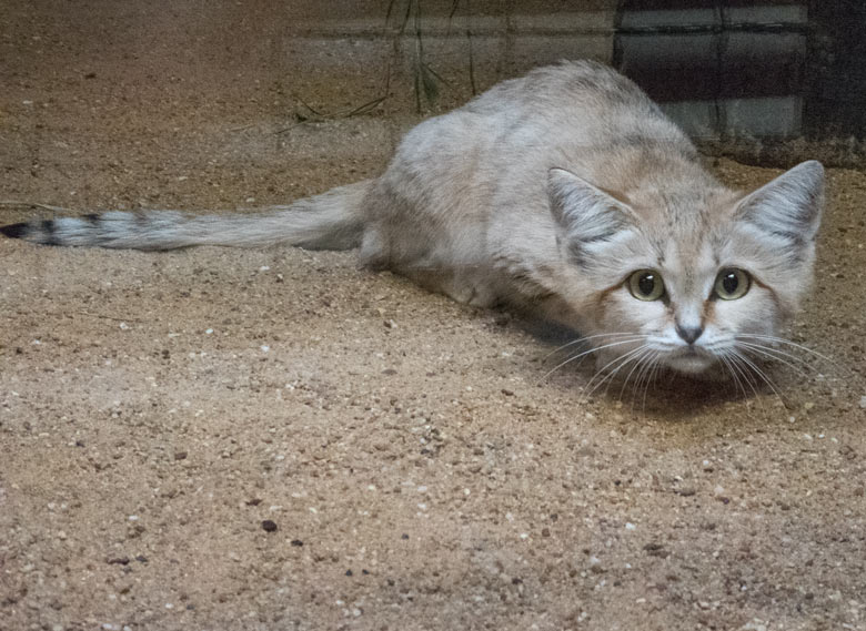 Die neue Sandkatze KHALEESI am 25. August 2017 im Kleinkatzenhaus im Zoologischen Garten der Stadt Wuppertal