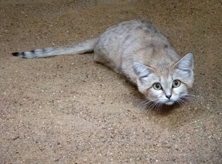 Die neue Sandkatze KHALEESI am 25. August 2017 im Kleinkatzenhaus im Wuppertaler Zoo