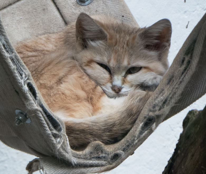 Sandkatze DEMI am 26. August 2017 im Kleinkatzenhaus im Grünen Zoo Wuppertal