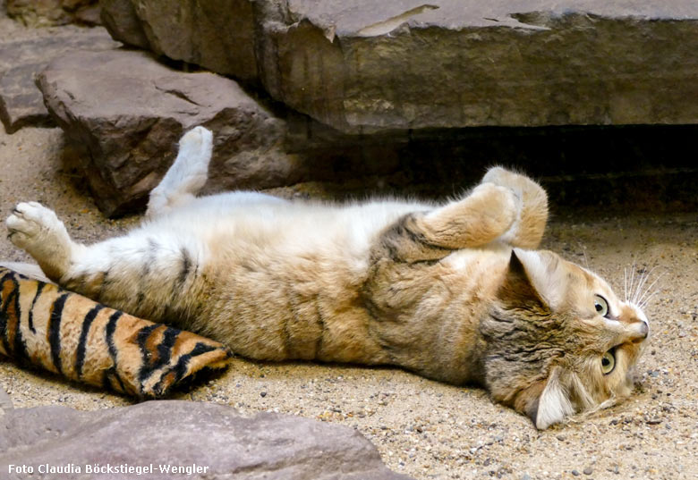 Sandkatzen-Kater AZRAEL am 30. Januar 2018 im Kleinkatzenhaus im Grünen Zoo Wuppertal (Foto Claudia Böckstiegel-Wengler)