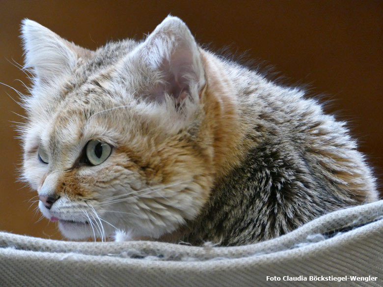 Sandkatze am 21. März 2018 im Kleinkatzenhaus im Grünen Zoo Wuppertal (Foto Claudia Böckstiegel-Wengler)