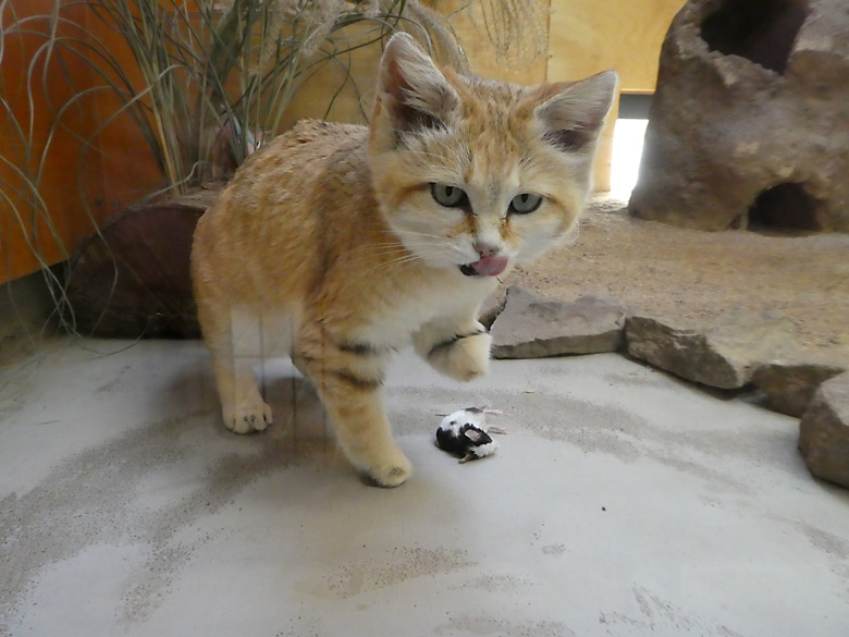 Sandkatze DEMI am 6. April 2018 mit Futtermaus im Kleinkatzenhaus im Wuppertaler Zoo