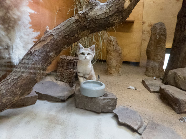 Sandkatze DEMI am 19. Juli 2018 im Kleinkatzenhaus im Grünen Zoo Wuppertal