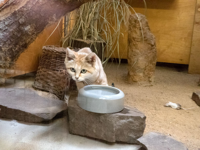 Sandkatze DEMI am 19. Juli 2018 im Kleinkatzenhaus im Zoologischen Garten Wuppertal