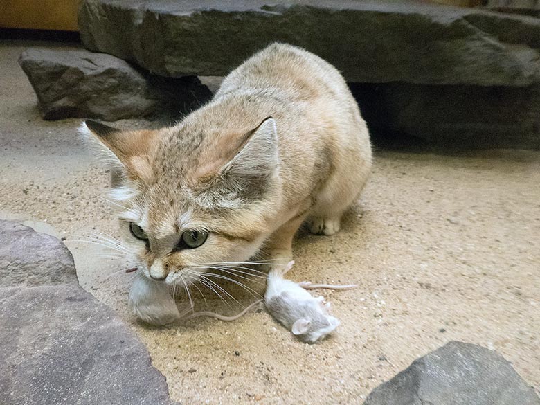 Sandkatze KHALEESI mit Futtermaus am 19. Januar 2019 im Kleinkatzen-Haus im Zoo Wuppertal