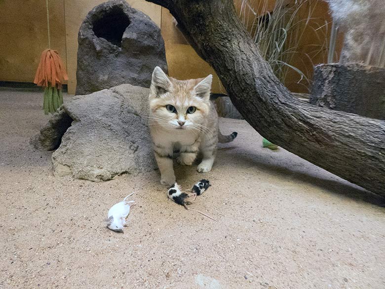 Sandkatze DEMI am 19. Januar 2019 im Kleinkatzen-Haus im Grünen Zoo Wuppertal