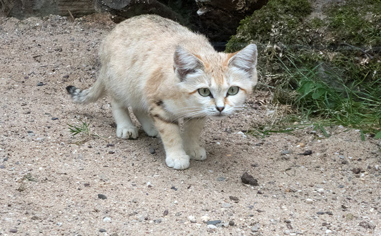 Sandkatze KHALEESI am 11. Juli 2019 in der Außenvoliere am Kleinkatzen-Haus im Grünen Zoo Wuppertal