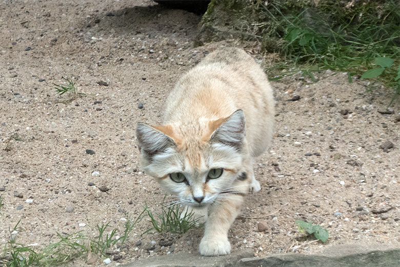 Sandkatze KHALEESI am 11. Juli 2019 in der Außenvoliere am Kleinkatzen-Haus im Zoologischen Garten Wuppertal