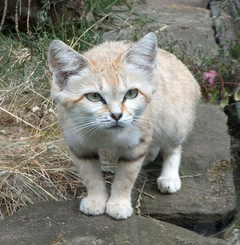 Sandkatze KHALEESI am 11. Juli 2019 in der Außenvoliere am Kleinkatzen-Haus im Wuppertaler Zoo