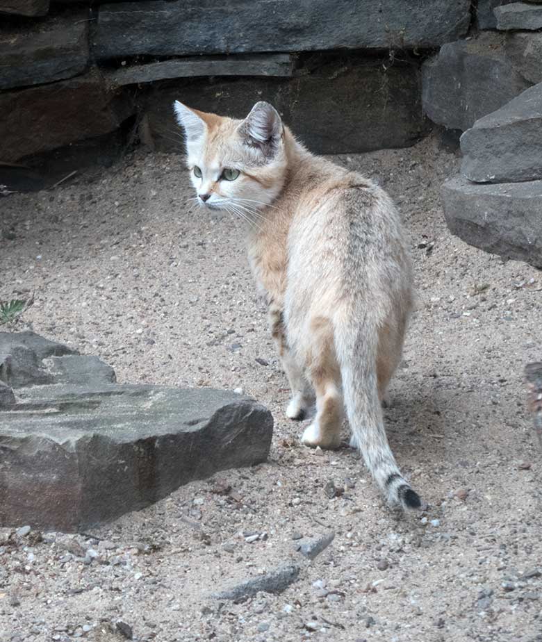 Sandkatze KHALEESI am 11. Juli 2019 in der Außenvoliere am Kleinkatzen-Haus im Zoo Wuppertal