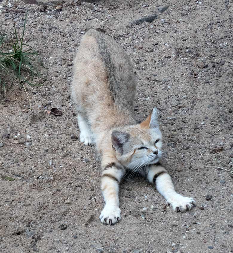 Sandkatze KHALEESI am 11. Juli 2019 in der Außenvoliere am Kleinkatzen-Haus im Zoologischen Garten der Stadt Wuppertal