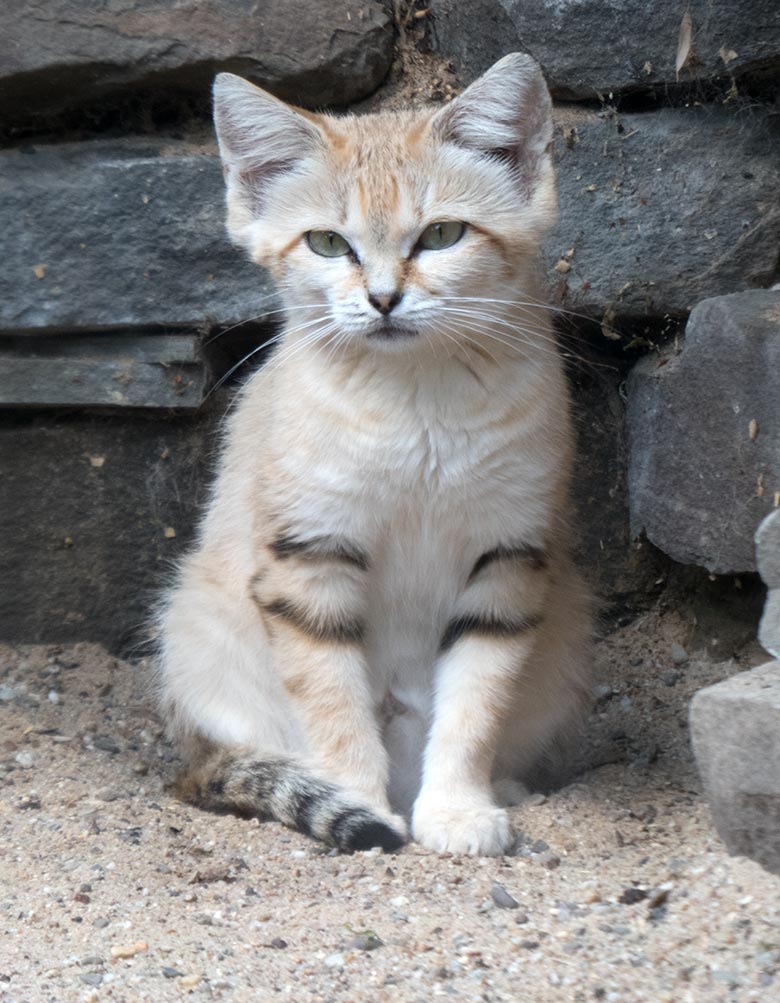 Sandkatze KHALEESI am 11. Juli 2019 in der Außenvoliere am Kleinkatzen-Haus im Wuppertaler Zoo