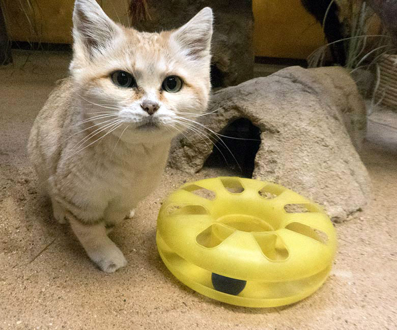 Sandkatze mit Katzenspielzeug am 6. Oktober 2019 im Kleinkatzen-Haus im Grünen Zoo Wuppertal