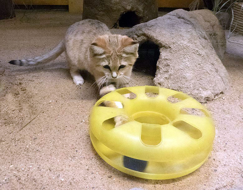 Sandkatze mit Katzenspielzeug am 6. Oktober 2019 im Kleinkatzen-Haus im Grünen Zoo Wuppertal