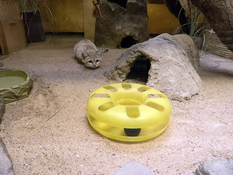 Sandkatze mit Katzenspielzeug am 6. Oktober 2019 im Kleinkatzen-Haus im Grünen Zoo Wuppertal